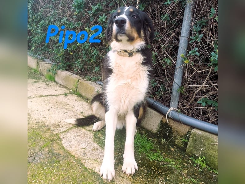 Pipo2 geb. 06/2025 (ESP) - sportlicher und anhänglicher Border-Collie-Mix Welpe!