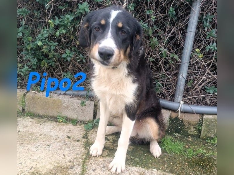 Pipo2 geb. 06/2025 (ESP) - sportlicher und anhänglicher Border-Collie-Mix Welpe!