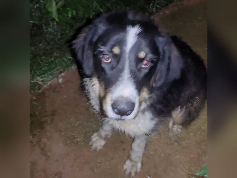 Pipo2 geb. 06/2025 (ESP) - sportlicher und anhänglicher Border-Collie-Mix Welpe!