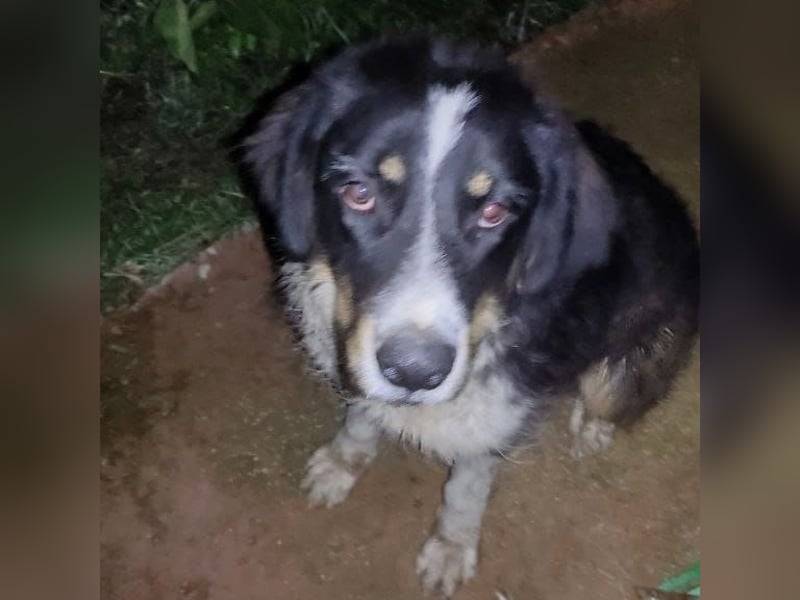 Pipo2 geb. 06/2025 (ESP) - sportlicher und anhänglicher Border-Collie-Mix Welpe!