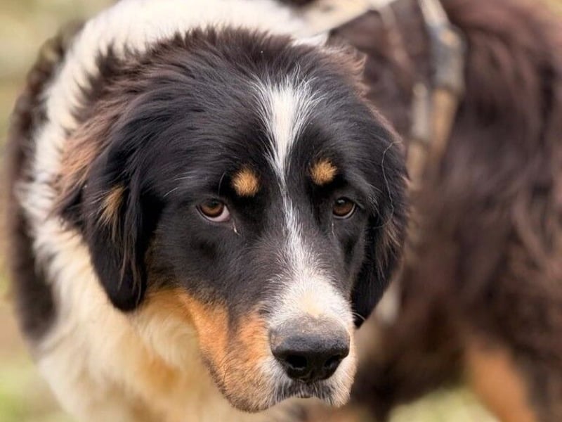 Pipo2 geb. 06/2025 (ESP) - sportlicher und anhänglicher Border-Collie-Mix Welpe!