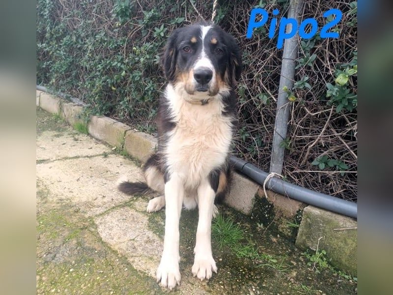 Pipo2 geb. 06/2025 (ESP) - sportlicher und anhänglicher Border-Collie-Mix Welpe!