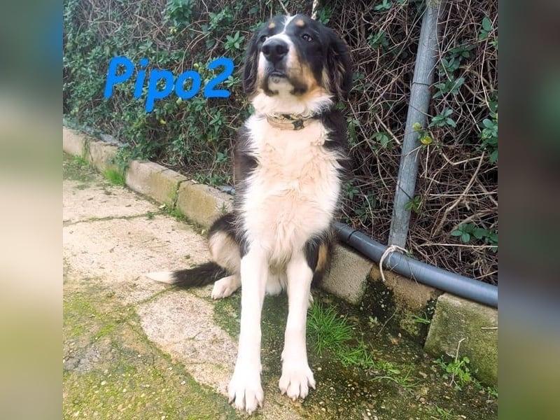 Pipo2 geb. 06/2025 (ESP) - sportlicher und anhänglicher Border-Collie-Mix Welpe!