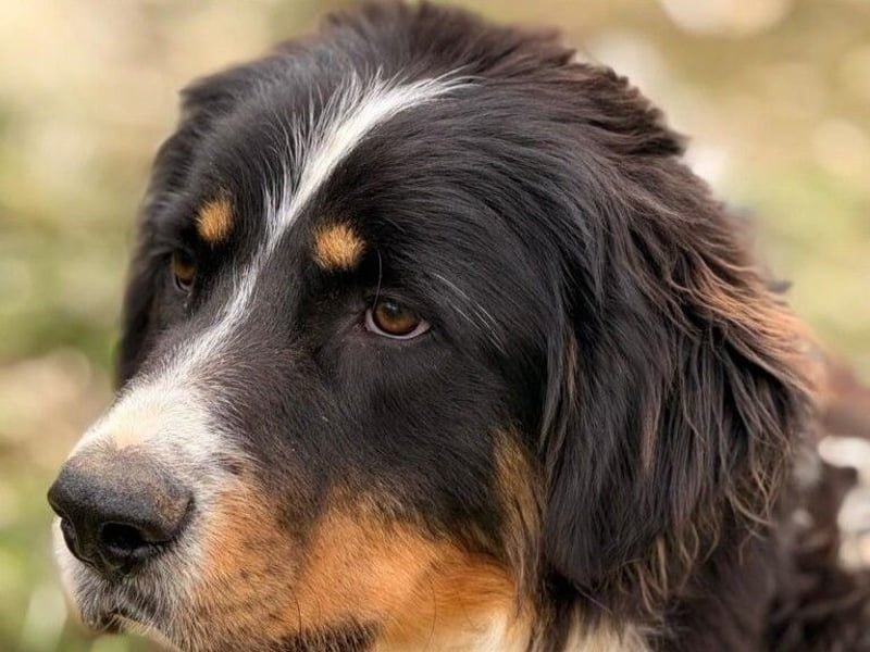 Pipo2 geb. 06/2025 (ESP) - sportlicher und anhänglicher Border-Collie-Mix Welpe!