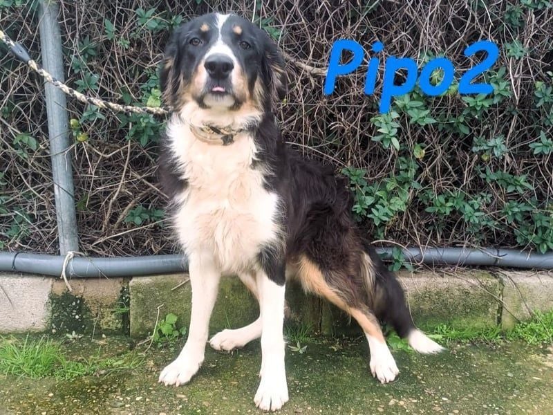 Pipo2 geb. 06/2025 (ESP) - sportlicher und anhänglicher Border-Collie-Mix Welpe!