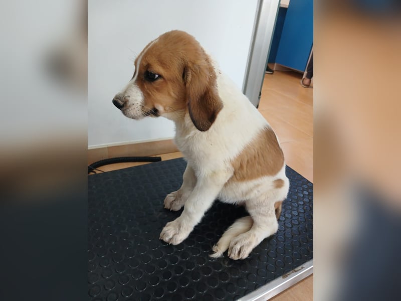 Willow sucht ihre Familie