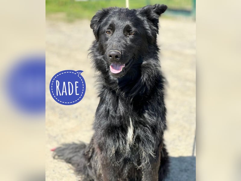 Rade ein Traum von Hund