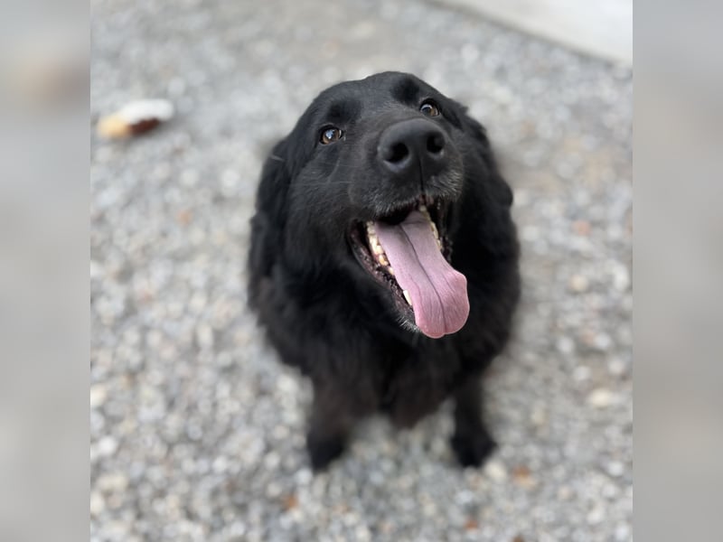 Mika eine große gutmütige Hündin