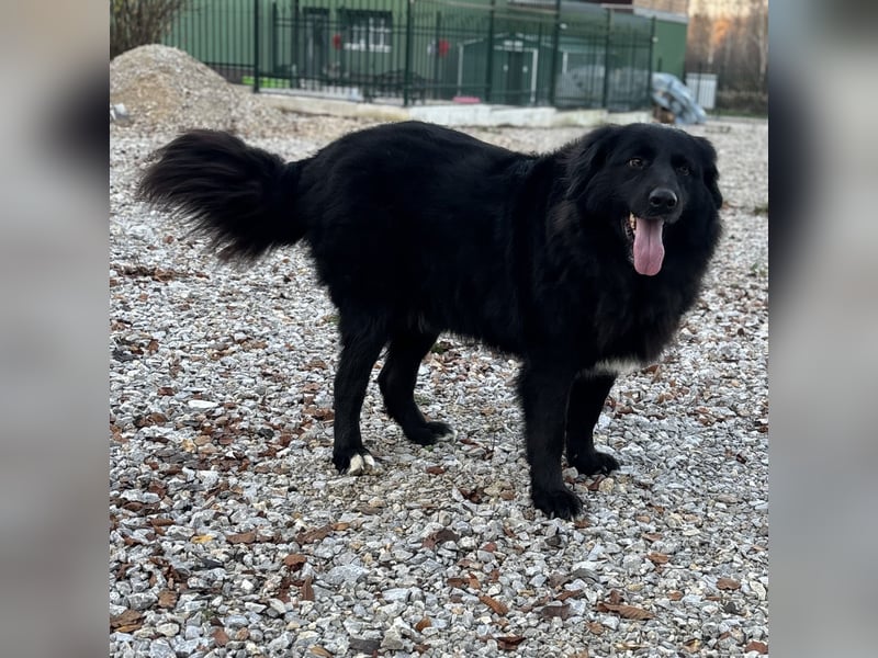 Mika eine große gutmütige Hündin