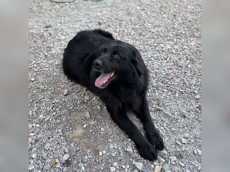 Mika eine große gutmütige Hündin