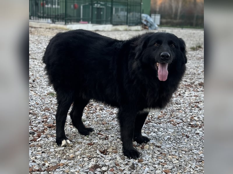 Mika eine große gutmütige Hündin