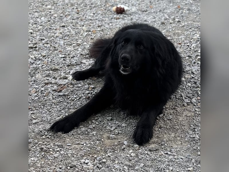 Mika eine große gutmütige Hündin