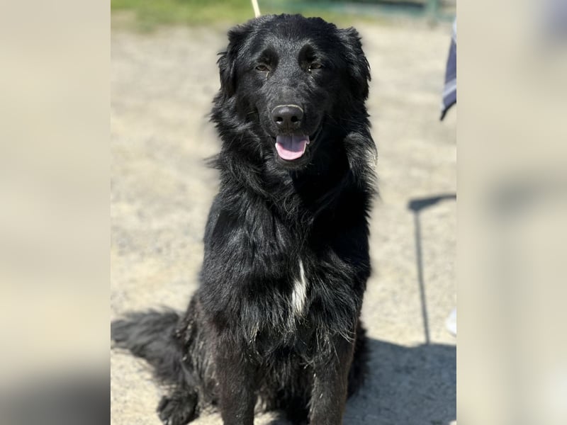 Rade ein Traum von Hund