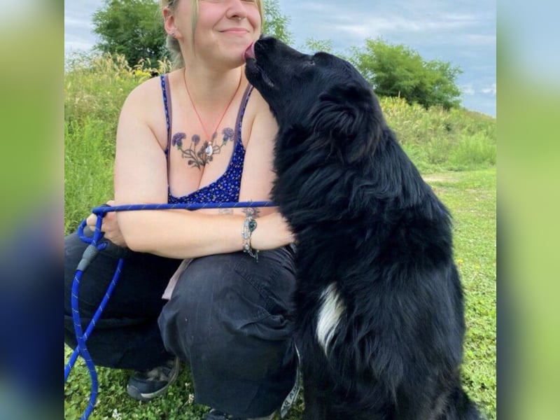 Rade ein Traum von Hund