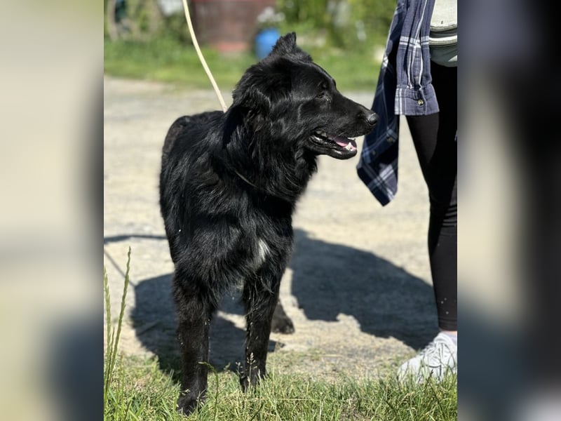 Rade ein Traum von Hund