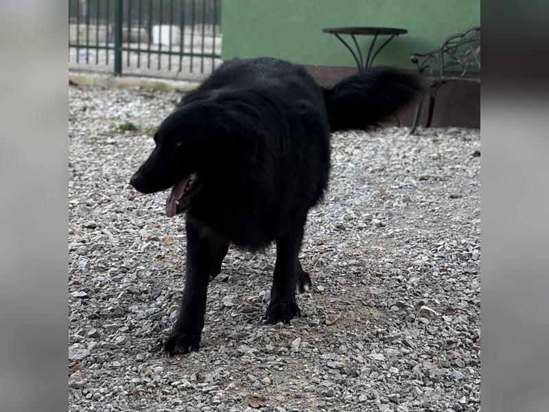 Mika eine große gutmütige Hündin