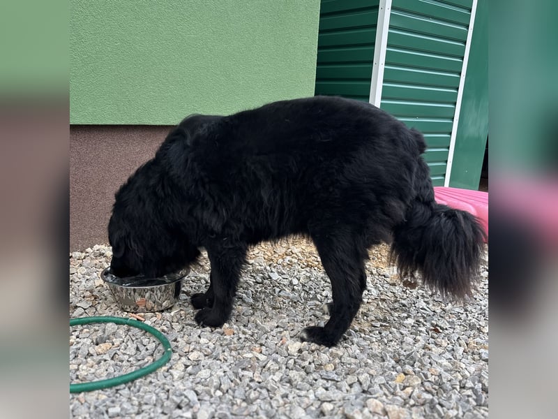 Mika eine große gutmütige Hündin