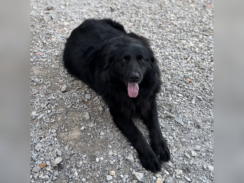 Mika eine große gutmütige Hündin