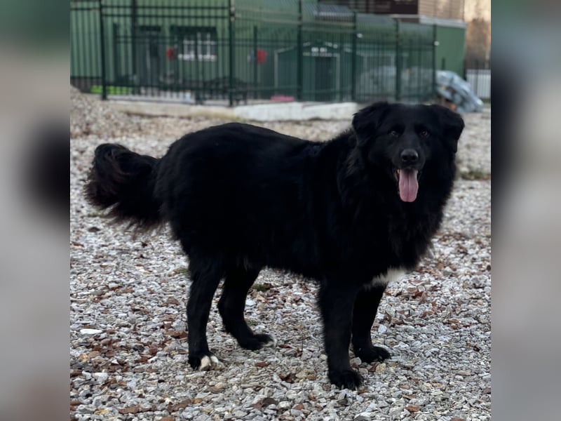 Mika eine große gutmütige Hündin