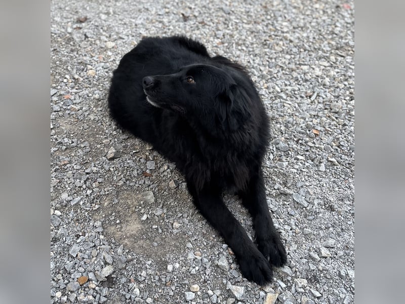 Mika eine große gutmütige Hündin