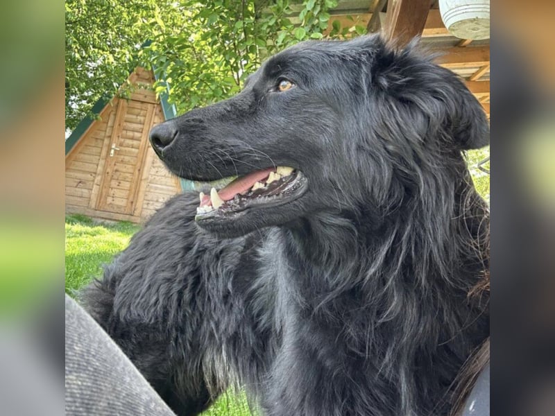 Rade ein Traum von Hund