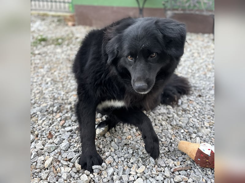 Mika eine große gutmütige Hündin