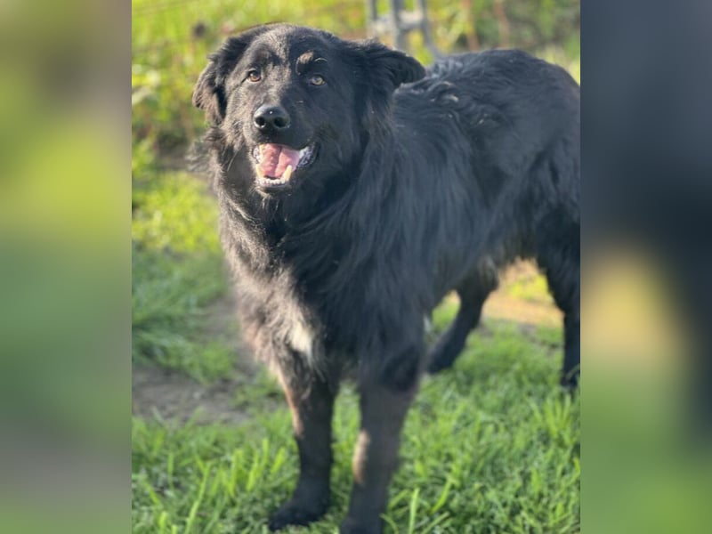 Rade ein Traum von Hund