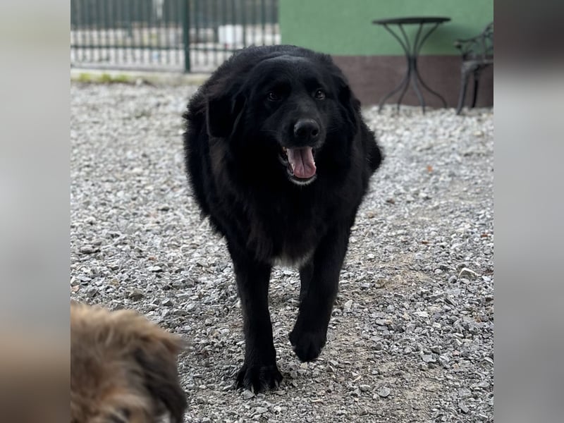 Mika eine große gutmütige Hündin