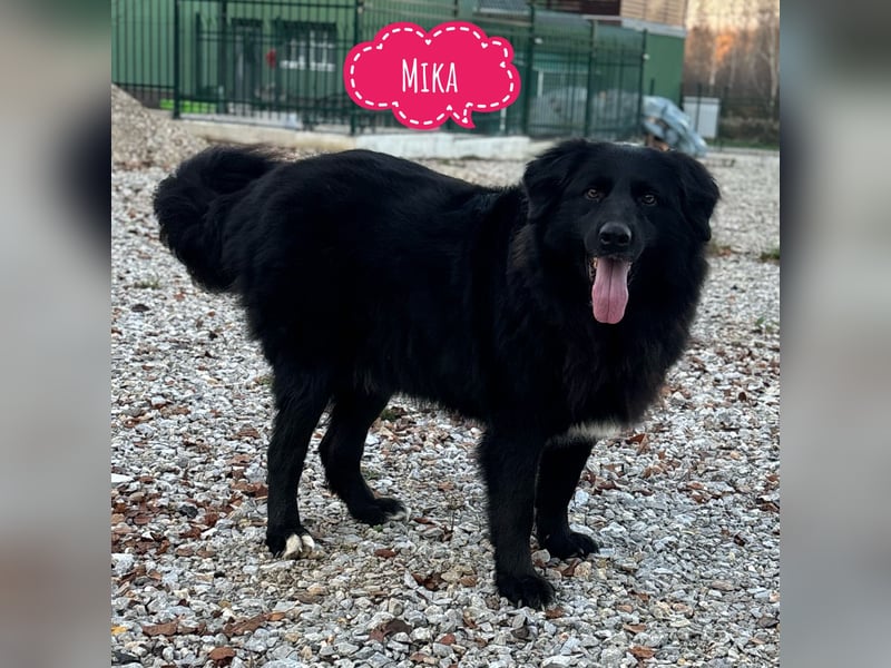 Mika eine große gutmütige Hündin