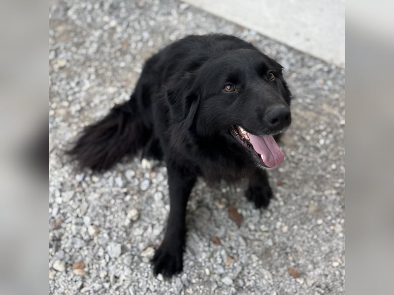 Mika eine große gutmütige Hündin