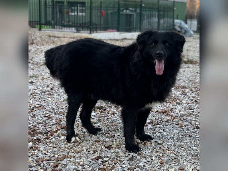 Mika eine große gutmütige Hündin