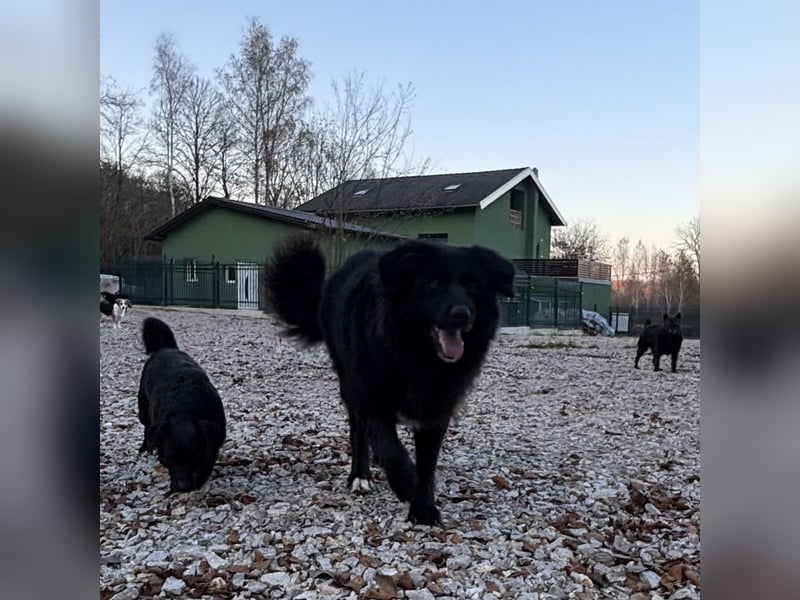 Mika eine große gutmütige Hündin