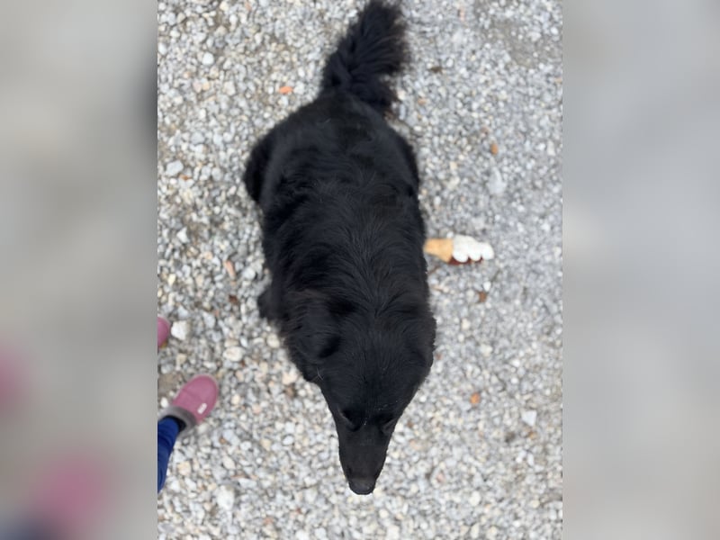 Mika eine große gutmütige Hündin