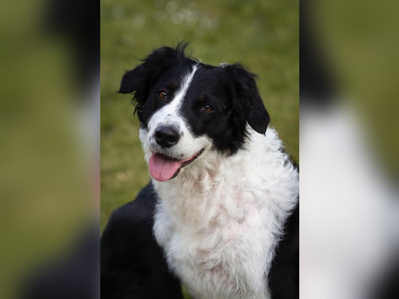 Süße Border Collie -Mudi mix Welpen