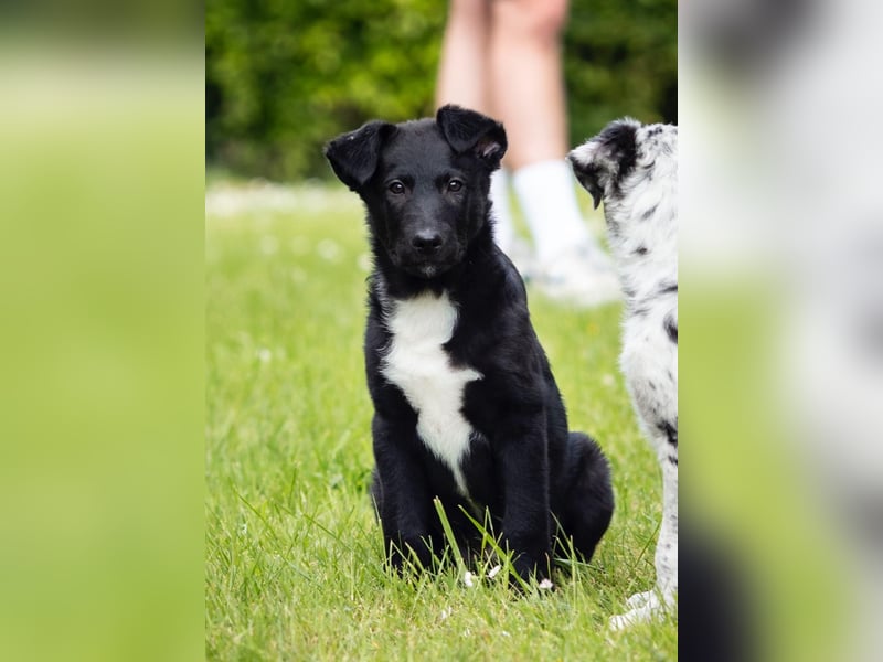 Süße Border Collie -Mudi mix Welpen