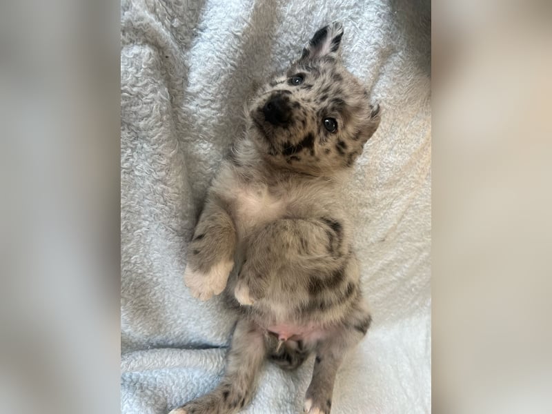 Süße Border Collie -Mudi mix Welpen