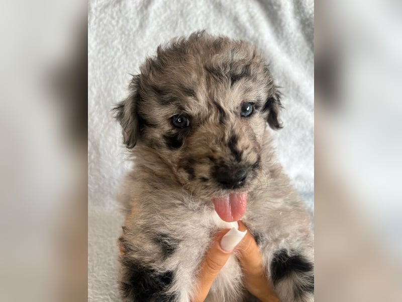 Süße Border Collie -Mudi mix Welpen