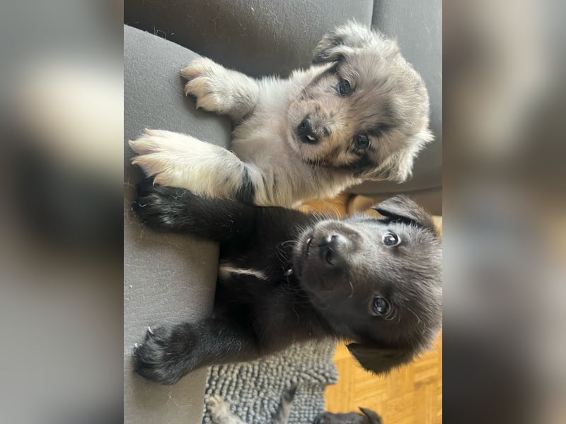 Süße Border Collie -Mudi mix Welpen