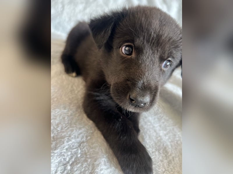Süße Border Collie -Mudi mix Welpen