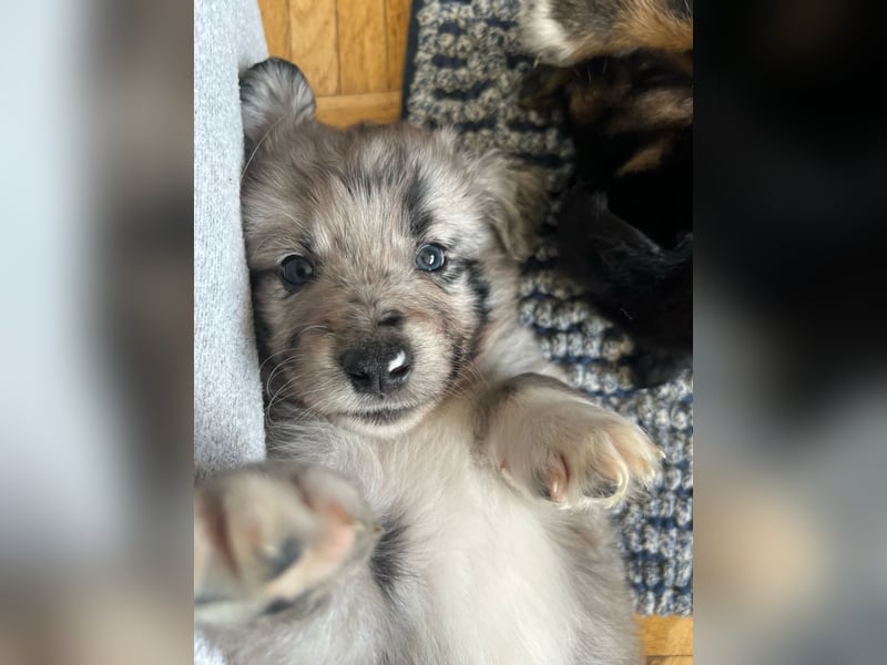 Süße Border Collie -Mudi mix Welpen