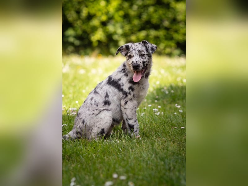 Süße Border Collie -Mudi mix Welpen