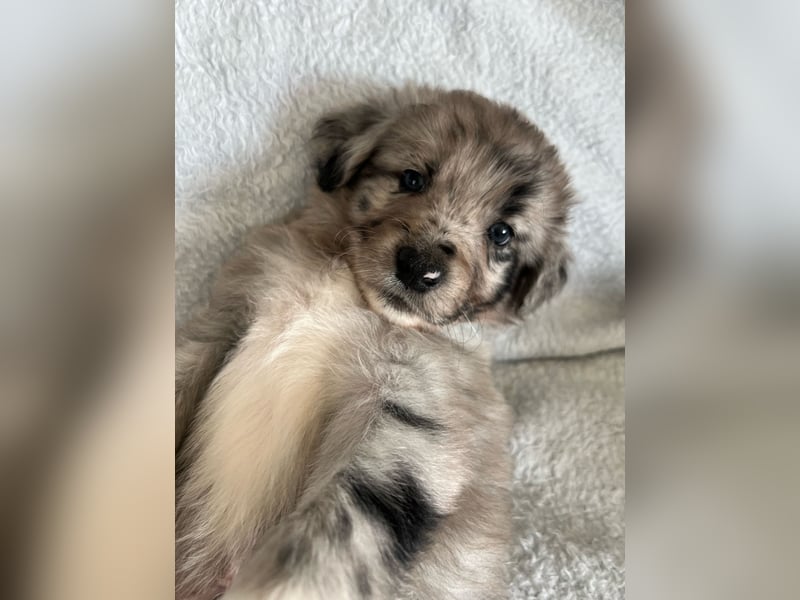 Süße Border Collie -Mudi mix Welpen