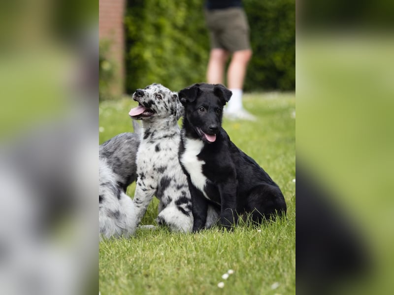 Süße Border Collie -Mudi mix Welpen