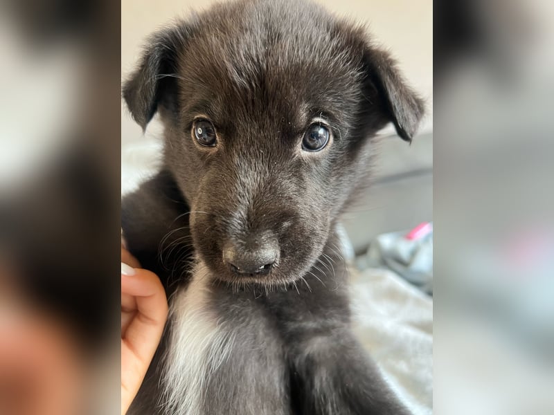 Süße Border Collie -Mudi mix Welpen