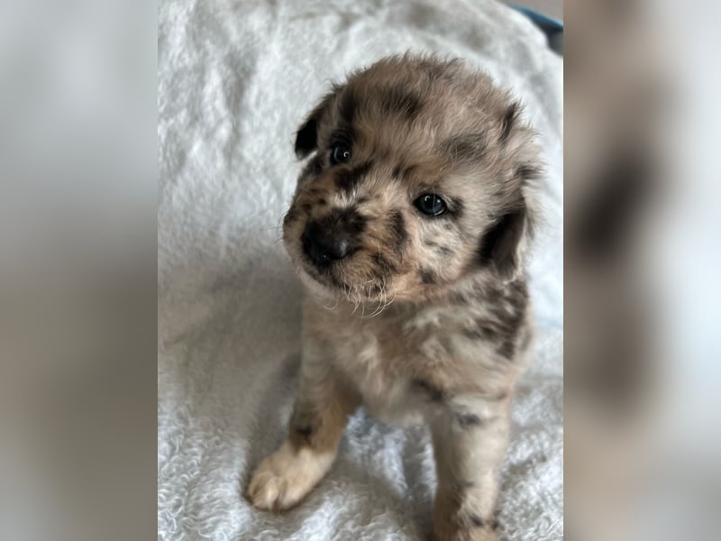 Süße Border Collie -Mudi mix Welpen