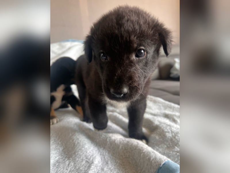 Süße Border Collie -Mudi mix Welpen
