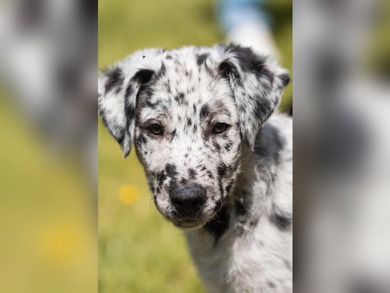 Süße Border Collie -Mudi mix Welpen