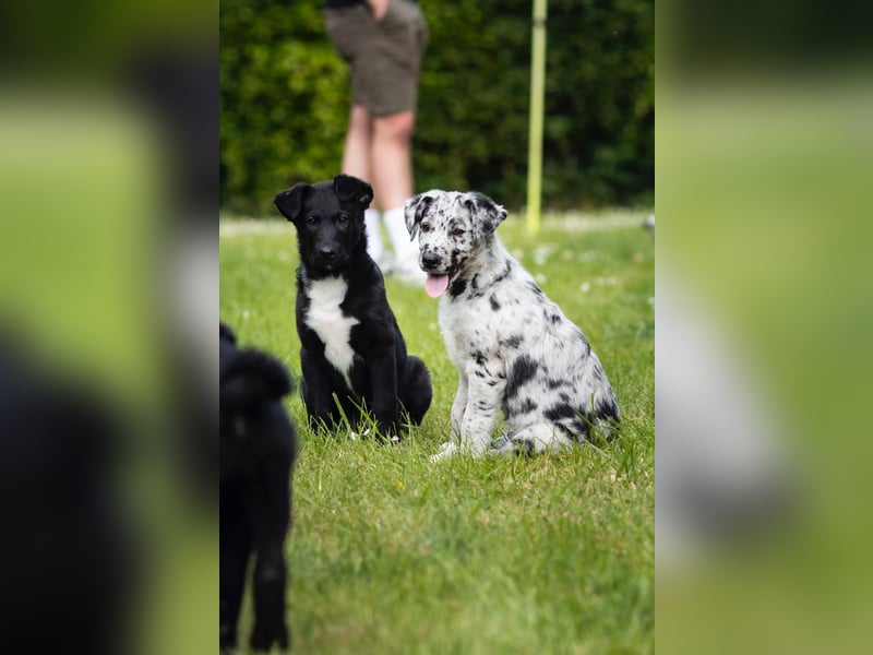 Süße Border Collie -Mudi mix Welpen