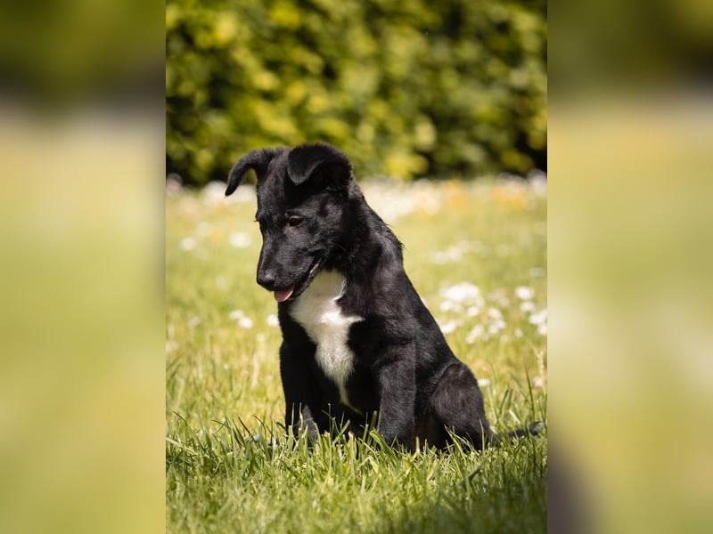 Süße Border Collie -Mudi mix Welpen