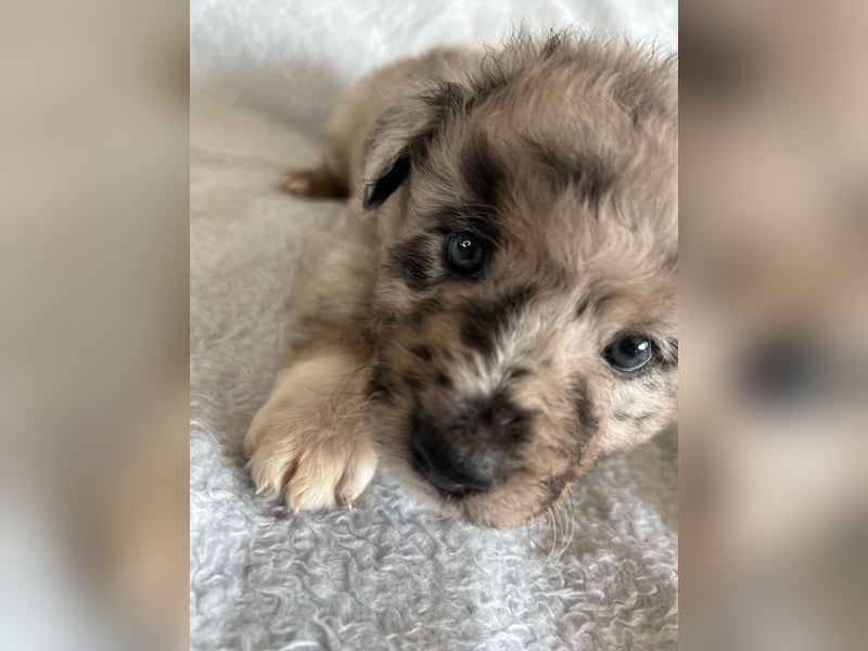Süße Border Collie -Mudi mix Welpen